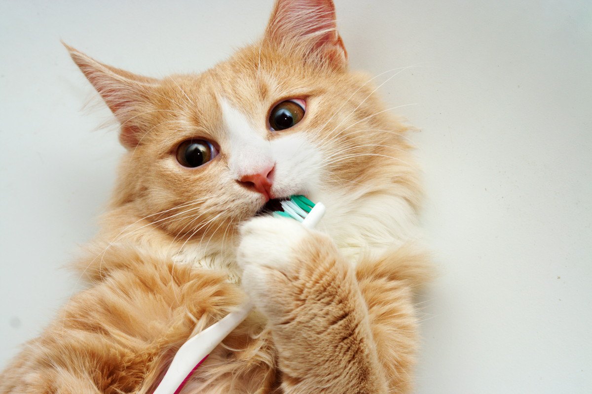 猫に歯磨きは必要？『デンタルケア』のメリット3つと嫌がる猫への対処法