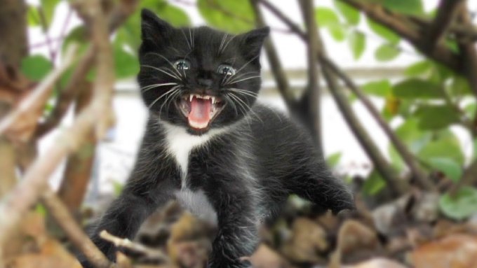 保護するも激おこの黒猫さん……一転してみせた天使の姿とは？