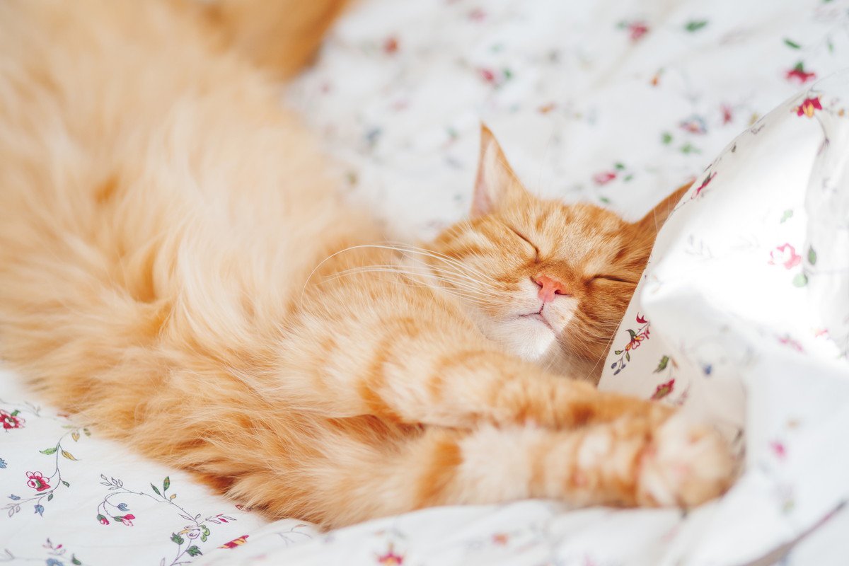 猫がぐーんと『両手を伸ばしたポーズ』で寝る時の心理3つ