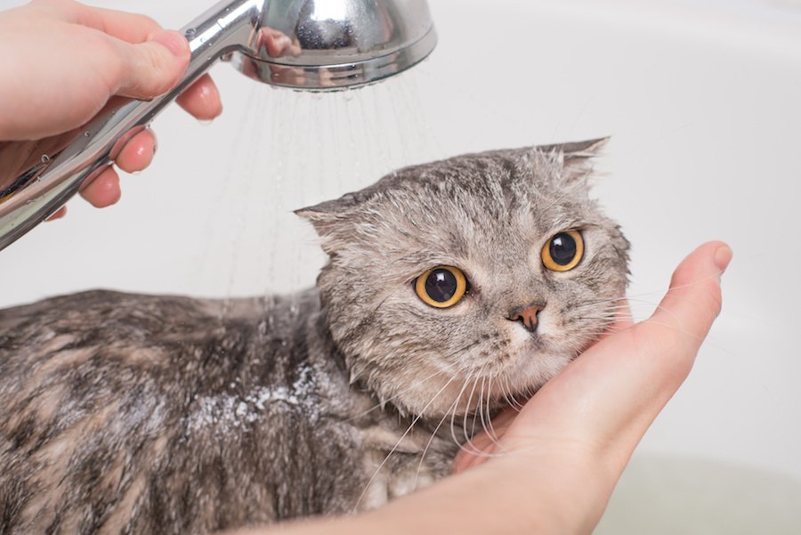 猫をお風呂に入れる必要はある？入れ方やシャンプーのコツなど