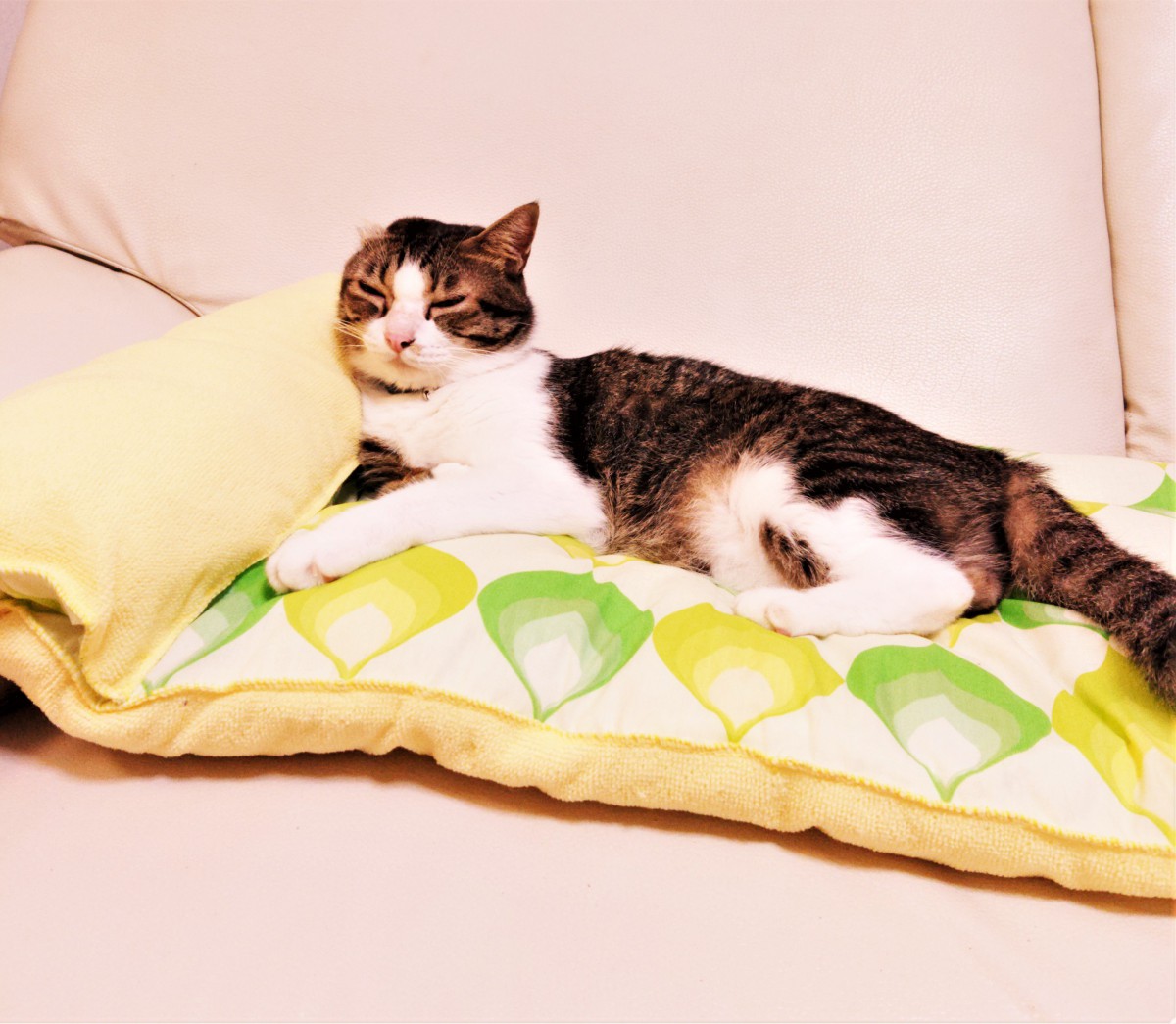 簡単手作り！ゆったりくつろげる枕付き愛猫用ベッド！