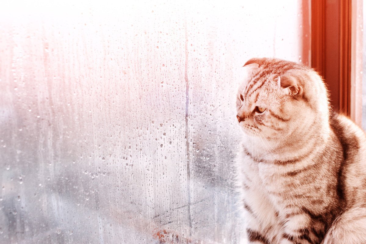 『梅雨の湿気』が猫に与える影響とは？4つの注意ポイントと対策