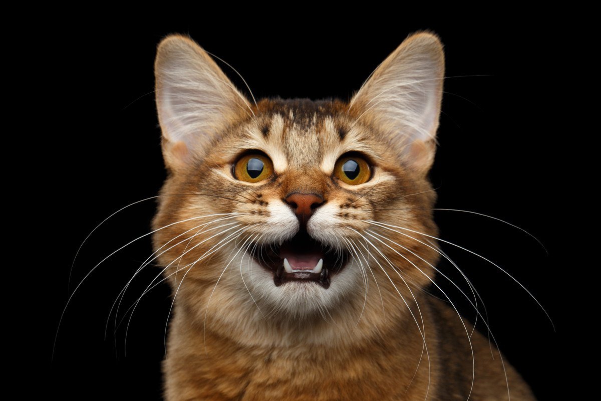 猫の『サイレントニャー』に隠された5つの意味　人には聞こえない音域で鳴いている可能性も