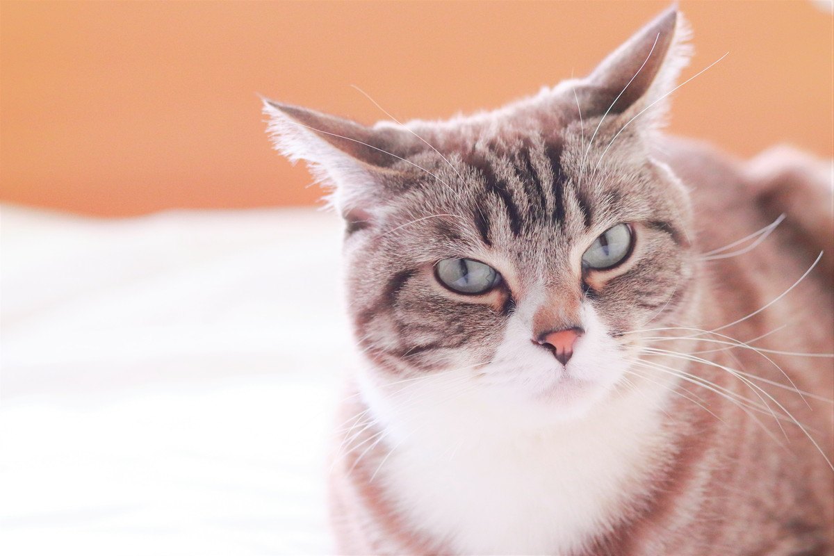 猫の『態度が急変する』3つの要因と対処法