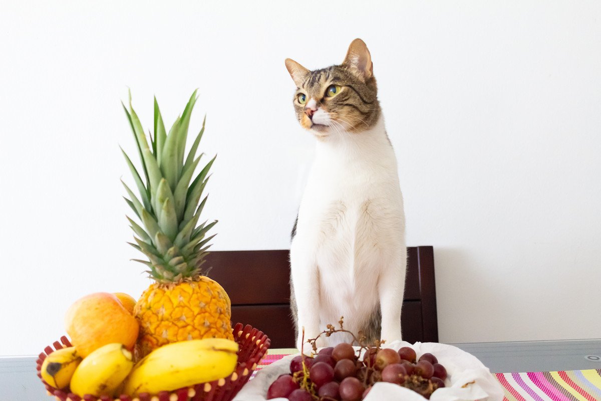 猫にとって『危険な果物』4つ！最悪、死に至ることも……？