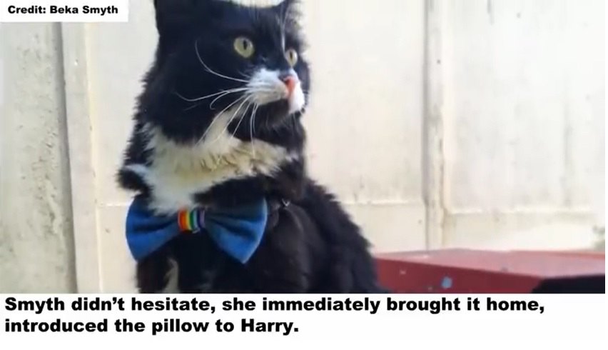 タキシード猫とそっくりな枕は、ベストフレンドに？！