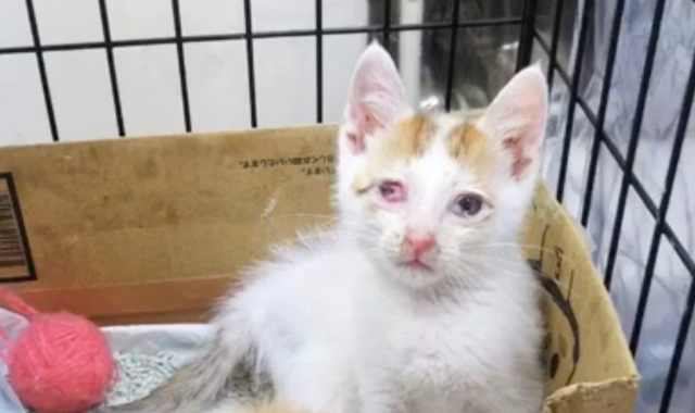 カラスに襲われた子猫…右目の視力を失うも奇跡の回復！