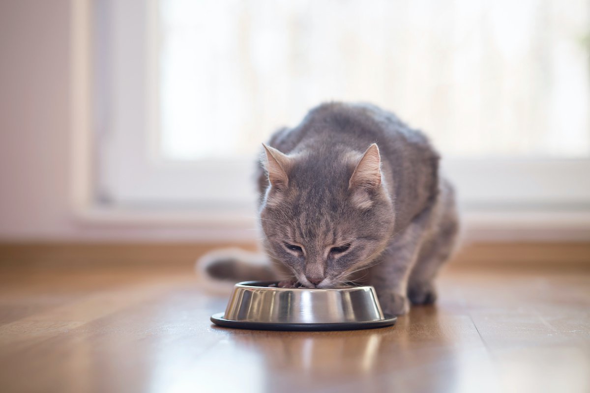 愛猫の長寿を願うなら！飼い主が実践すべき『長生きのための食事術』５つ