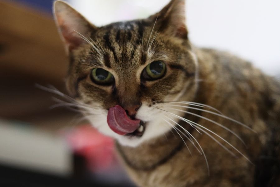 猫が『嗅覚障害』を起こしているときの行動４つ