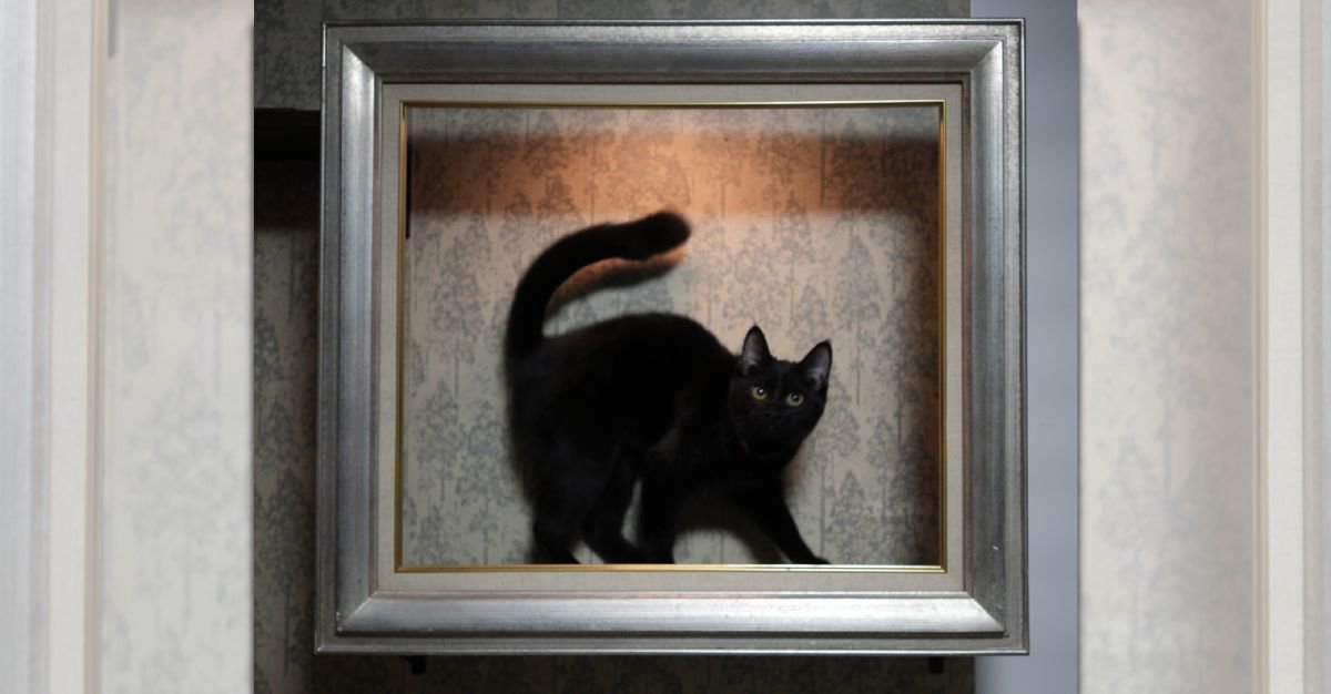 『これぞアート』絵画のような黒猫がSNSで注目を集める「ナイスアイデア」「うまく撮れてる」