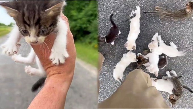 路上で子猫をみつけた男性…保護を試みるも驚きの展開に！