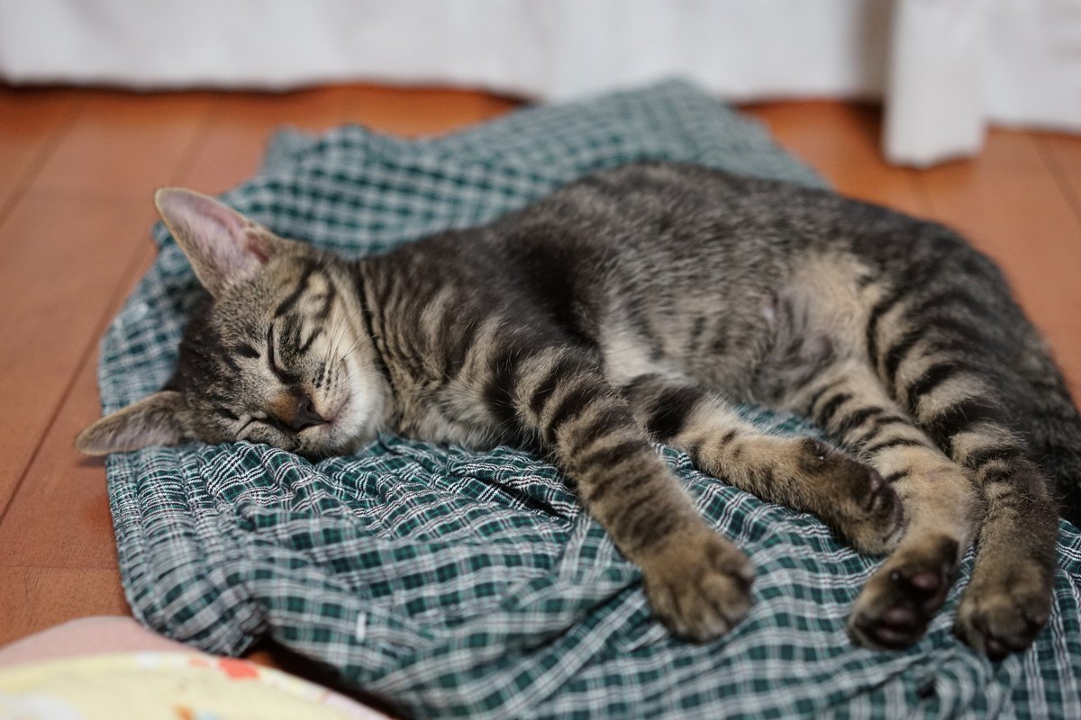 猫が飼い主の『服の上で寝る』ときの意味３つ