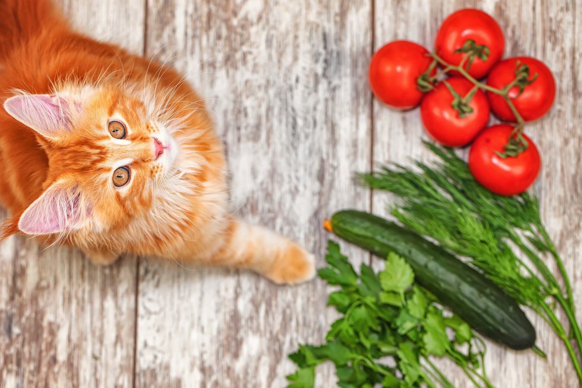 猫が食べると危険な『野菜』4つ