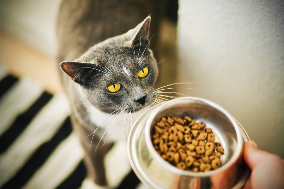 『長生きする猫』の食習慣は何が違うの？知っておきたい3つの秘訣