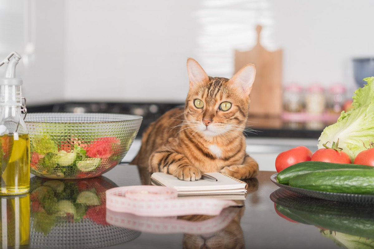 猫のご飯、適正なカロリーとは？計算式や、ごはんの量の測り方など