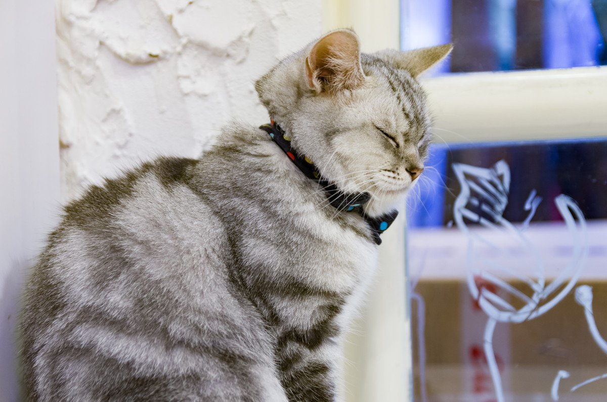 うつらうつら…猫が『座ったまま寝る』5つの理由　なぜ横にならず抵抗するの！？