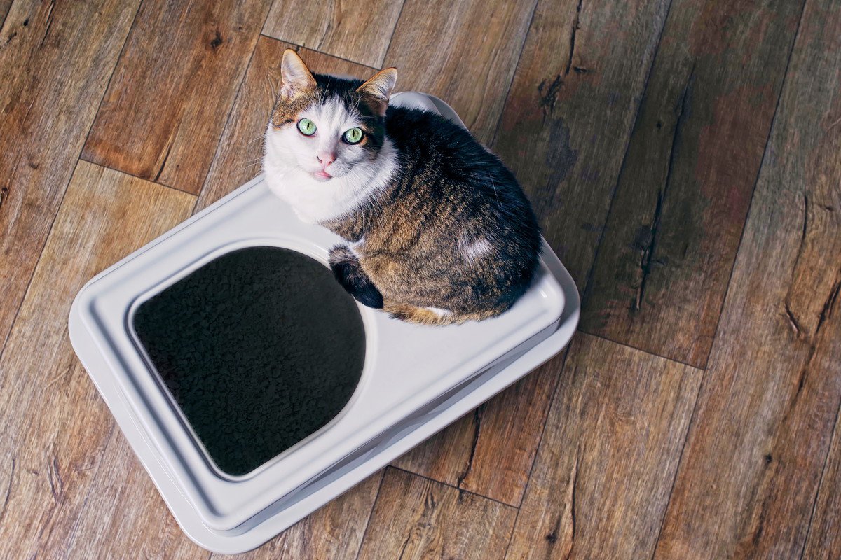 猫の『尿』に異変を感じたら…3つの違和感の原因と対処法を解説