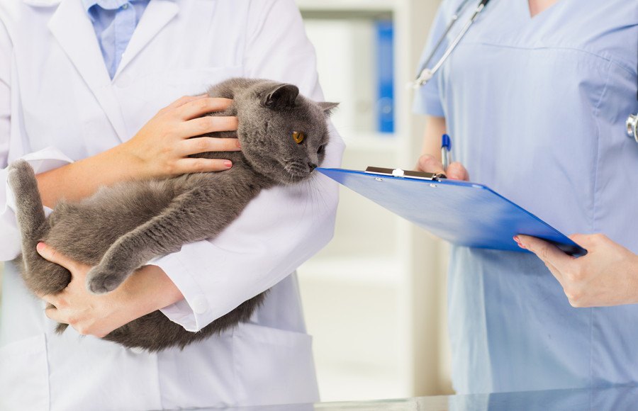 猫の命に関わる『慢性腎不全』の症状4つと予防法