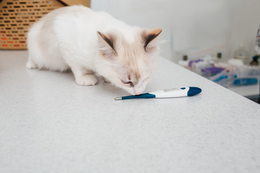 猫の熱を下げる方法と体温の測り方