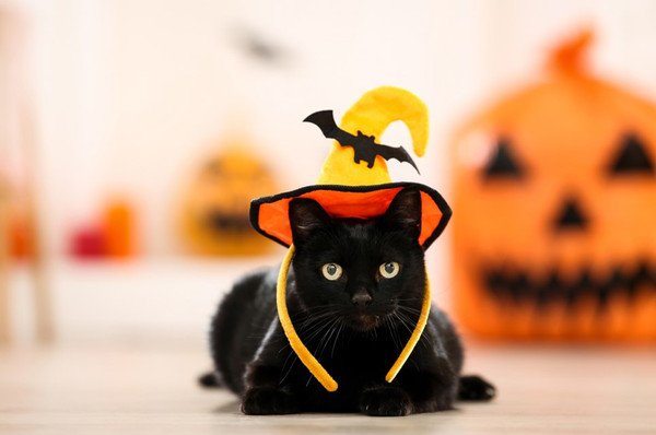 ハロウィンに黒猫が登場する意味とは？由来や仮装する理由まで