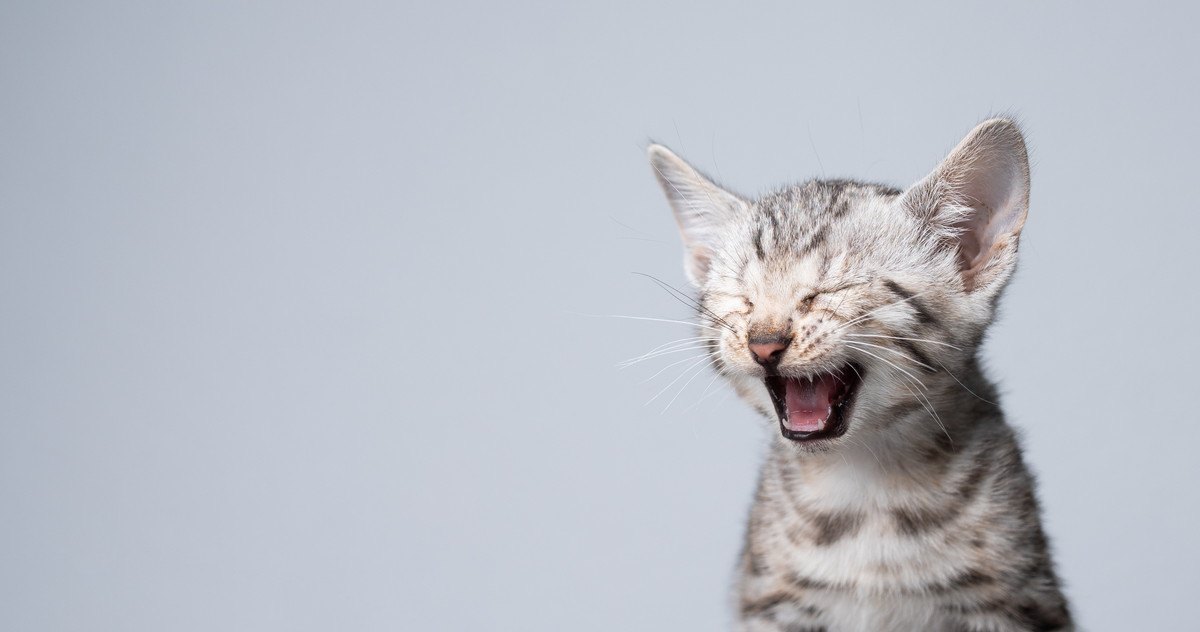 猫の『口臭』の原因は？考えられる病気4つと予防法