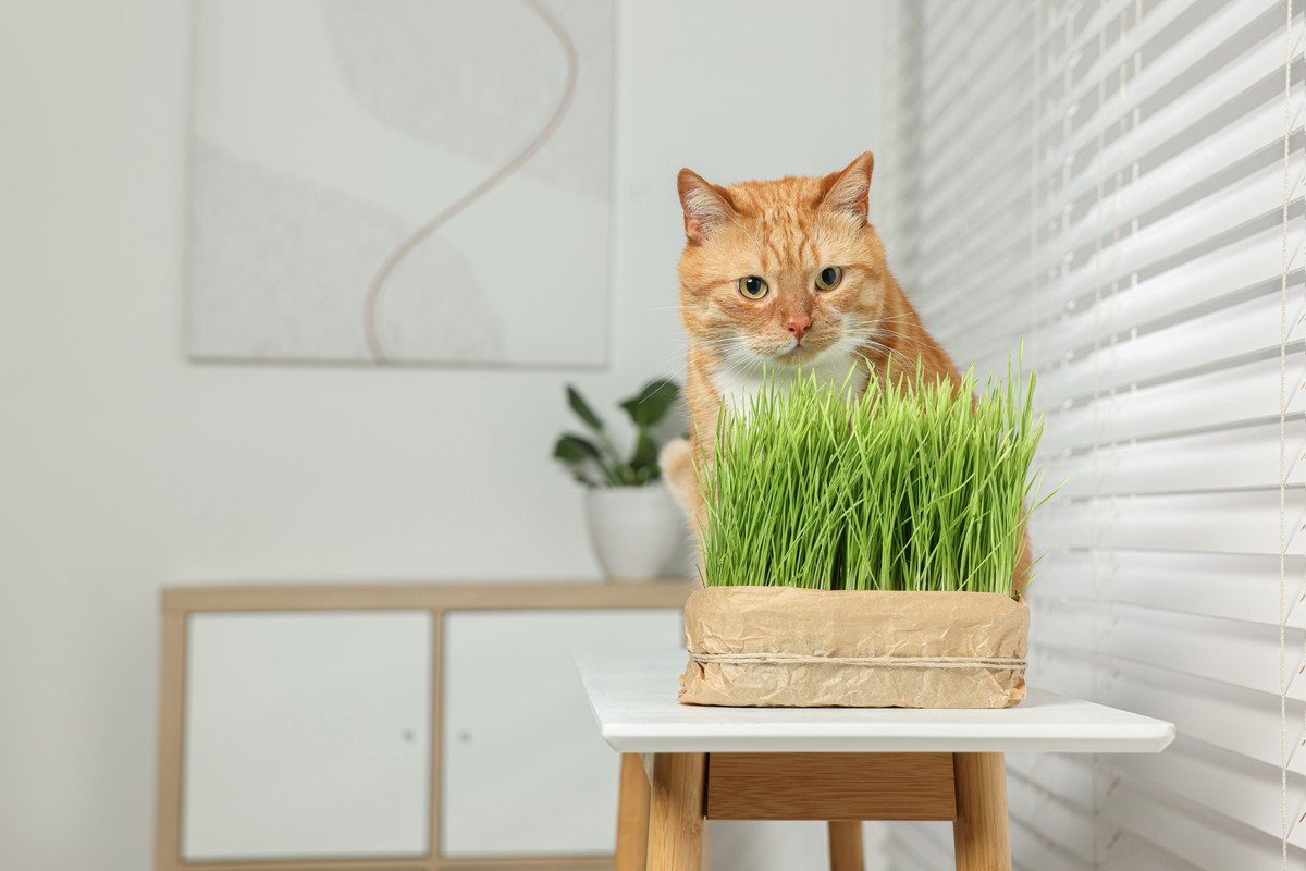 猫にとって安全な植物5選　猫飼いさんが家にグリーンを飾るときの注意点も