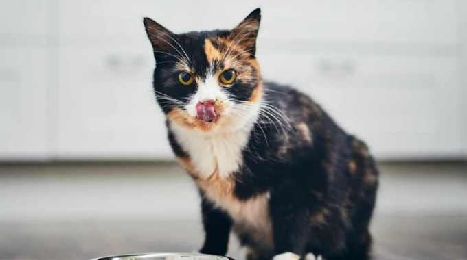 猫が死ぬ危険性のある『魚介類』4つ！食べてしまったときの対処法とは