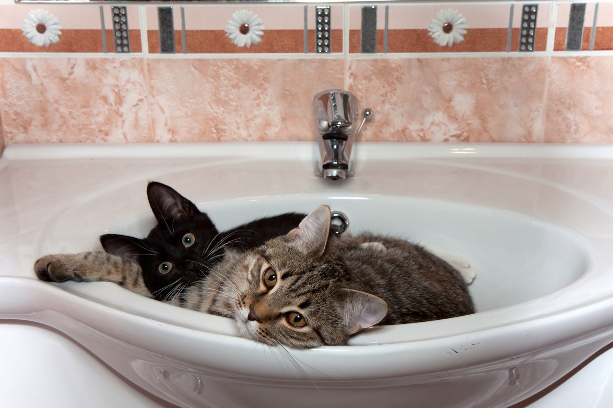 猫が飼い主の『お風呂上がり』を待つのはなぜ？4つの理由