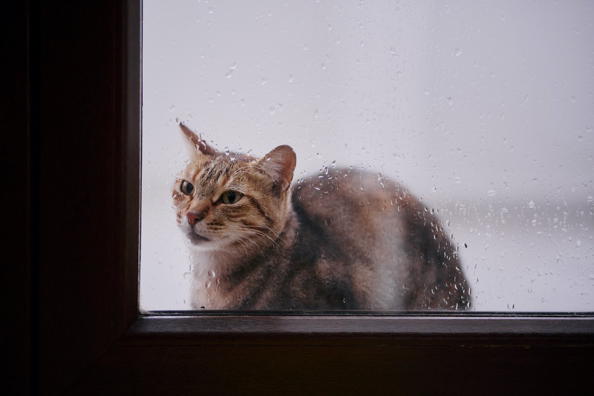 猫に湿気は大敵！梅雨から夏に起こりやすい『皮膚トラブル』と予防策５つ