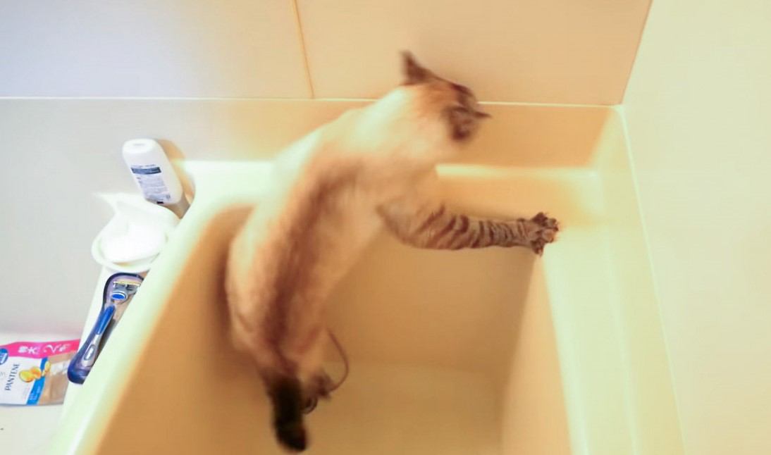 お風呂に足を滑らせた猫…落ちた後のスピード感が良すぎると話題に『恥ずかしかったのかなw』『無かったことにしてるの可愛い』