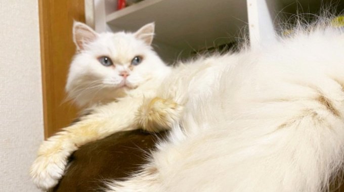 多頭崩壊から救い出された愛猫…14年を共にし築いた絆とは？
