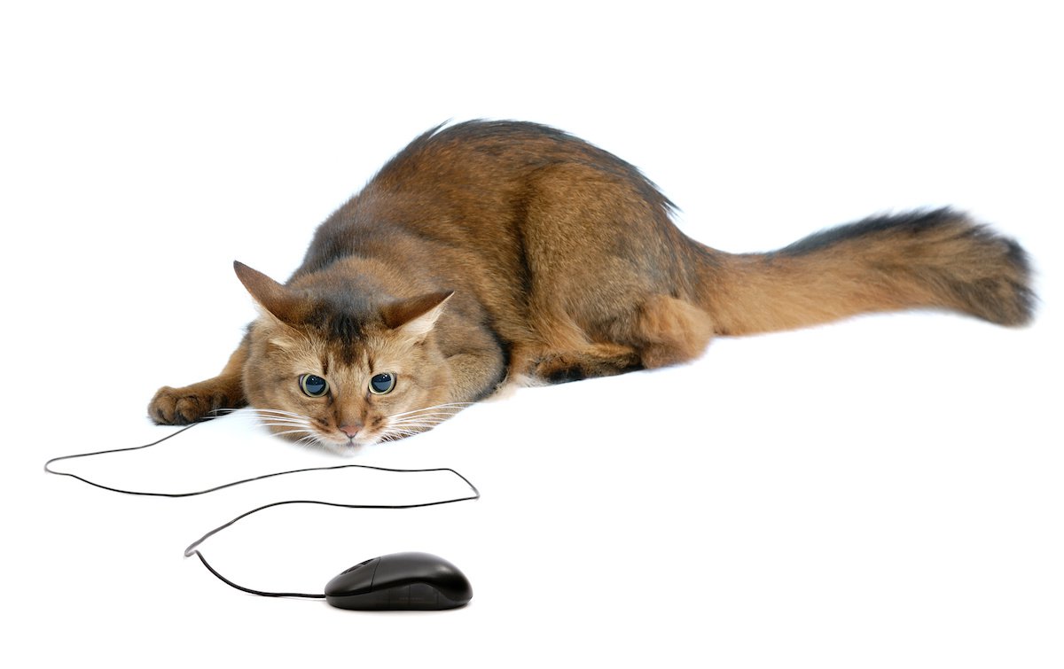 猫が『電気コード』をかじってしまう！３つの理由と予防策