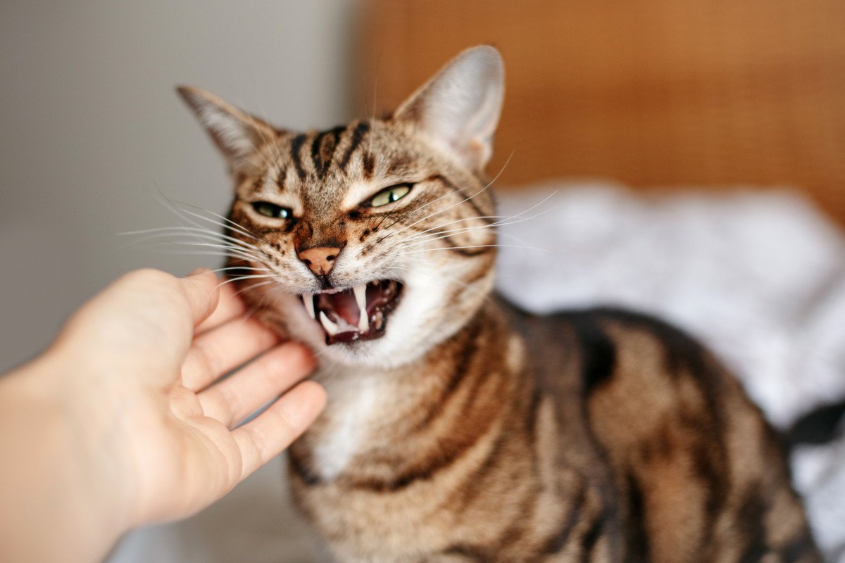 猫が『触ると攻撃してくる』ときの4つの原因　猫なりの理由を尊重してあげるための正しい対応