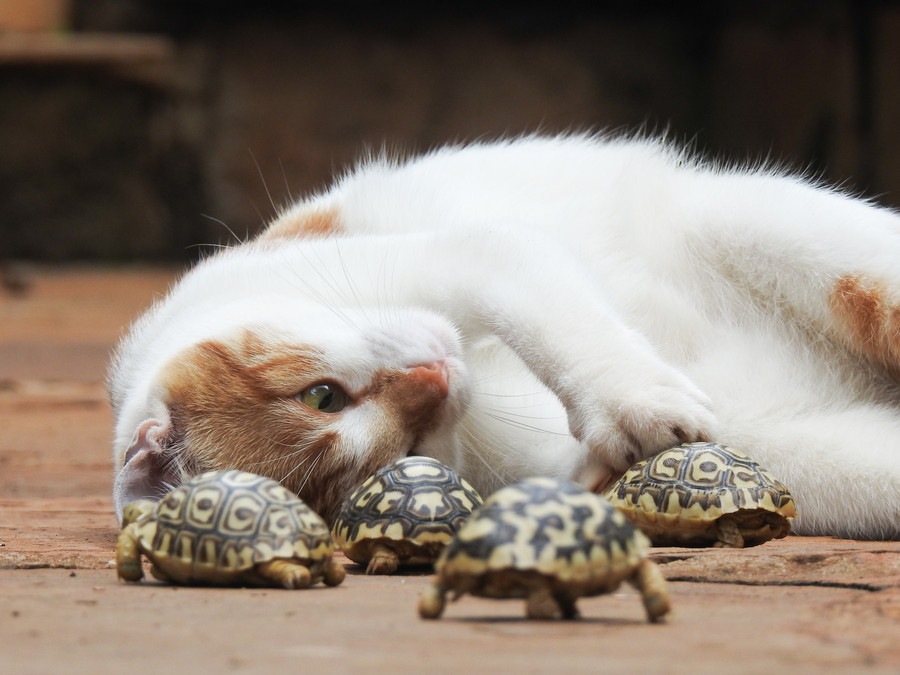 猫と亀を一緒に飼う時の注意点や方法