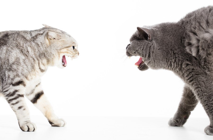 猫が『喧嘩』するのはなぜ？理由や止め方まで徹底解説！