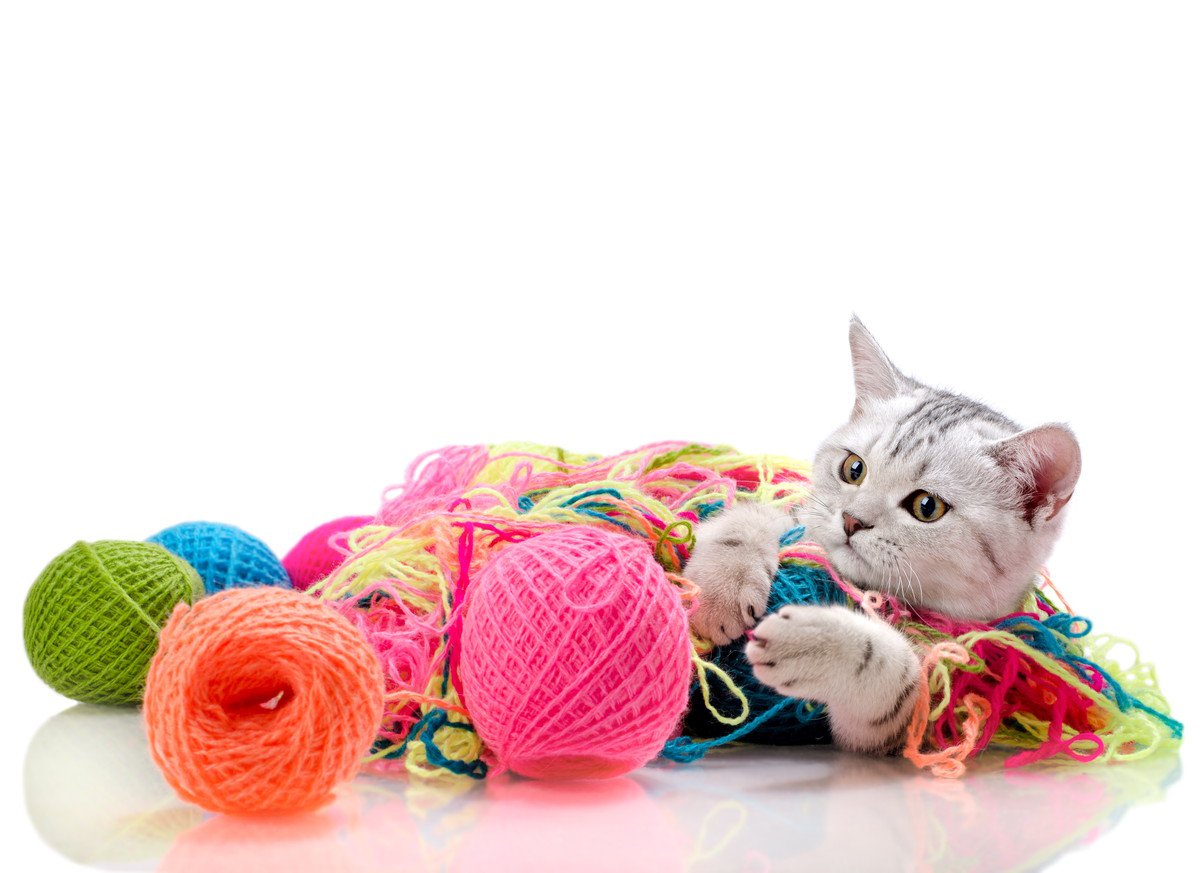 猫の『おもちゃ』に潜む危険　絶対NGな3つの要素