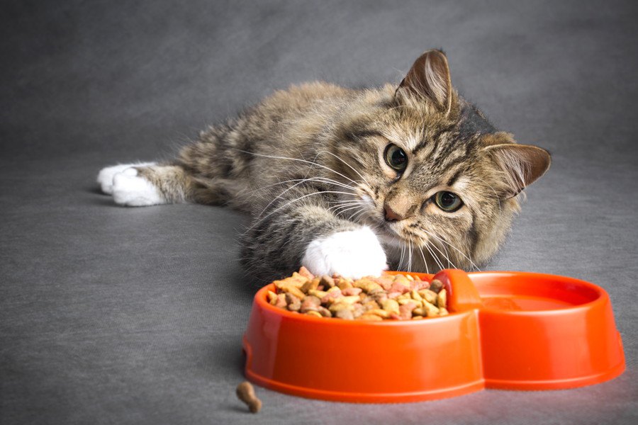 猫が餌の好き嫌いをする原因は飼い主にあり！考えられる理由、対処法まで