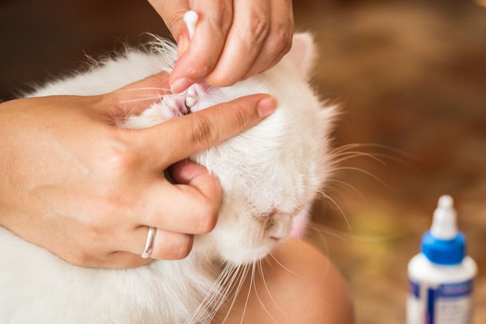 猫の耳の病気4つの症状や治療、予防する方法について