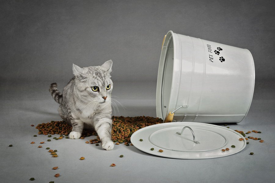 猫が『ご飯を撒き散らす』ときの気持ち4つ