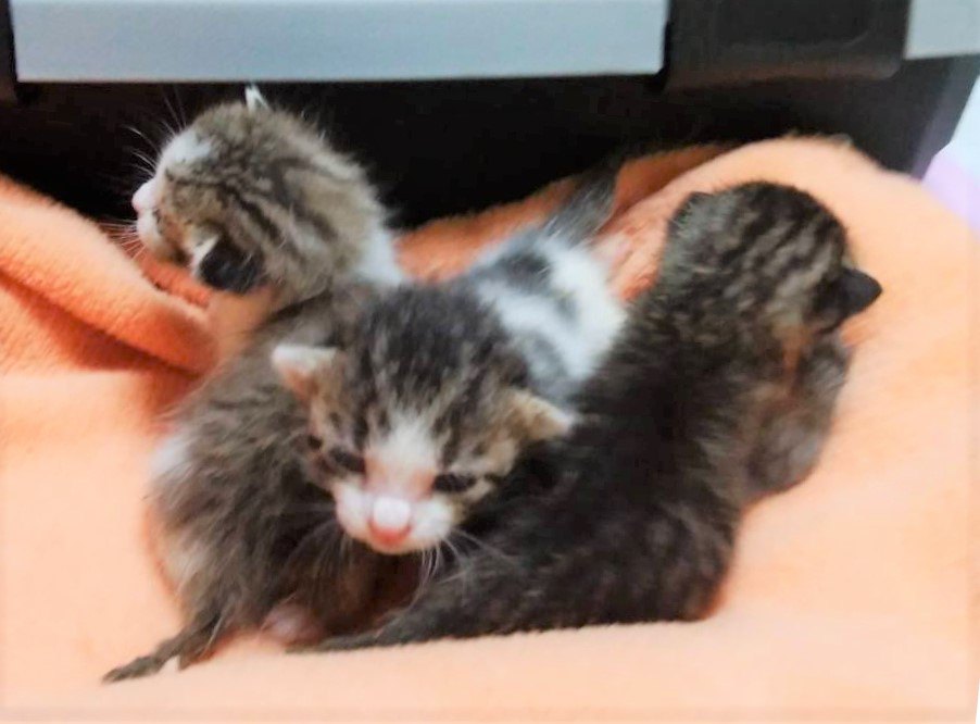 危険な倉庫で生まれた子猫3匹。倉庫スタッフの尽力で救われた命