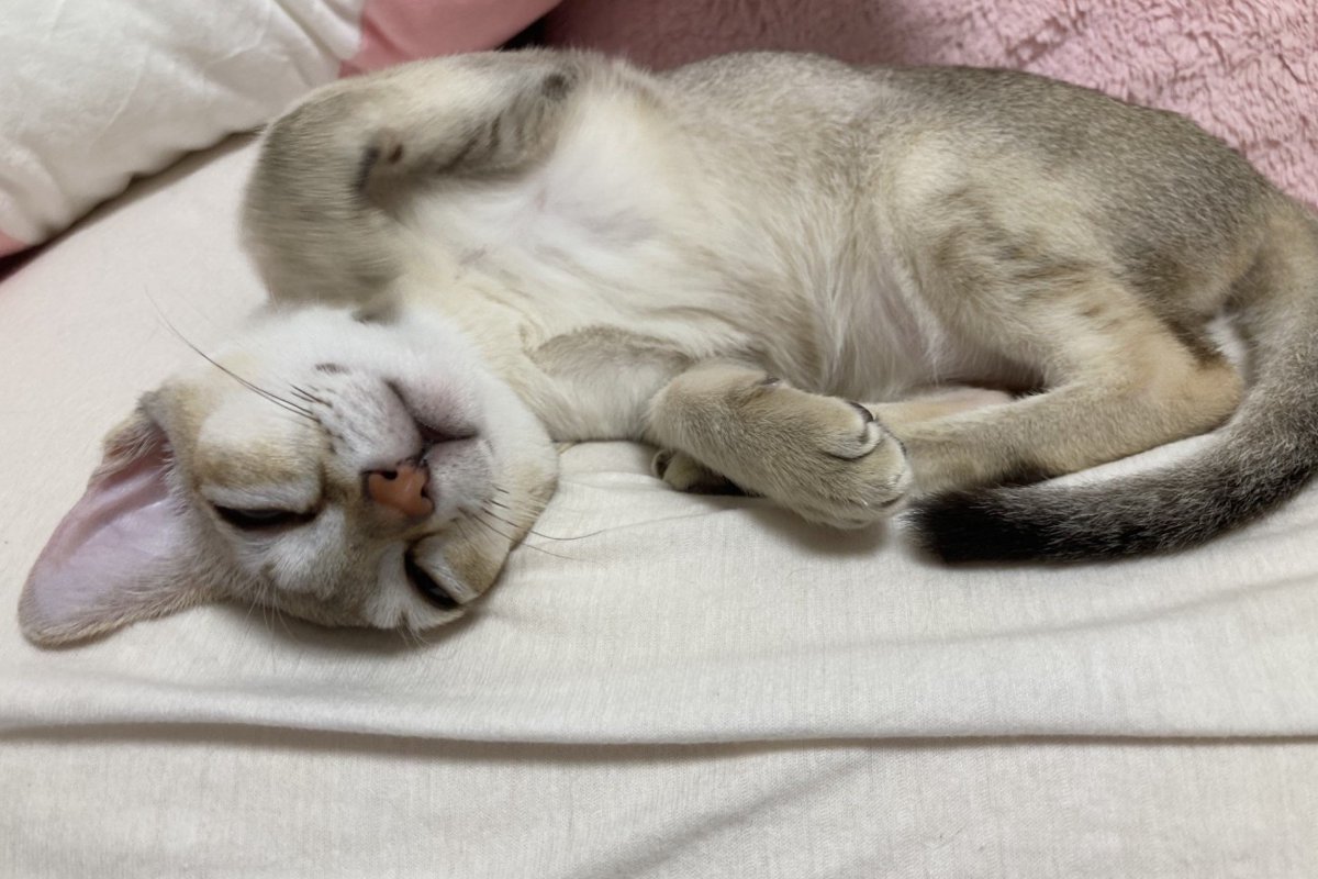 猫が寝ない…瞬く間に寝かせる5つのコツ