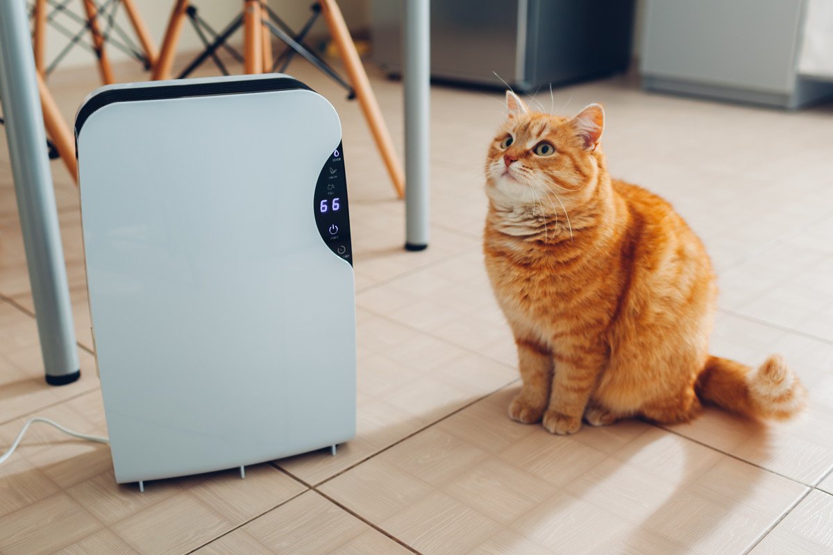 猫がいるお家に『空気清浄機』は必要？3つのメリットと注目したい機能