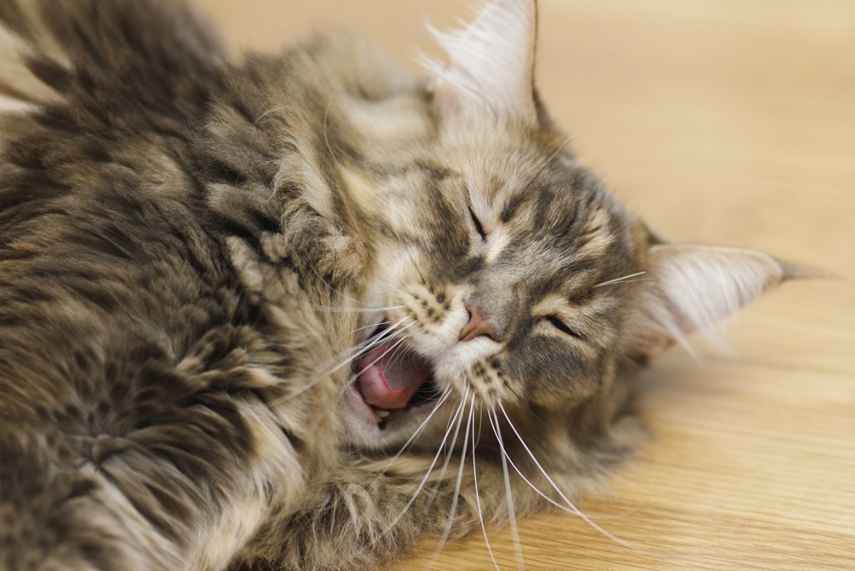 猫が口を開けたまま寝る理由４選！もしかしたら病気になっていることも…？
