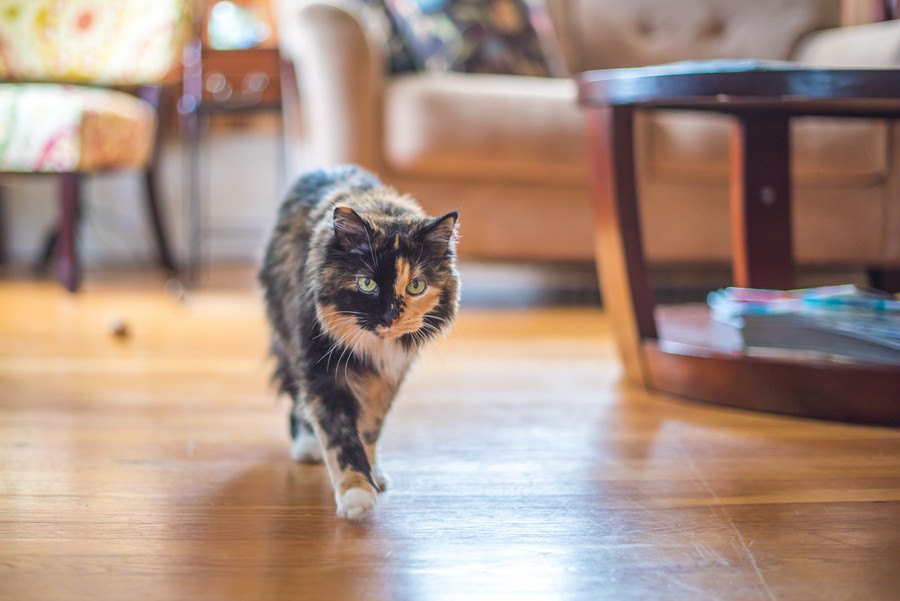 猫の『歩き方がおかしい』？異常を感じたら疑うべき１５の病気と対処法