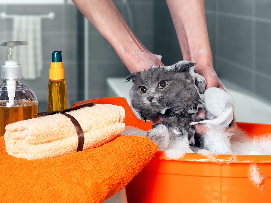 猫がお風呂で暴れる理由と正しい入れ方のコツ