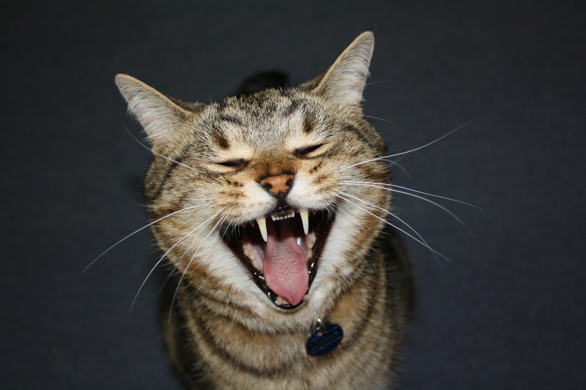 猫がご機嫌になる『言葉』ランキングTOP4！