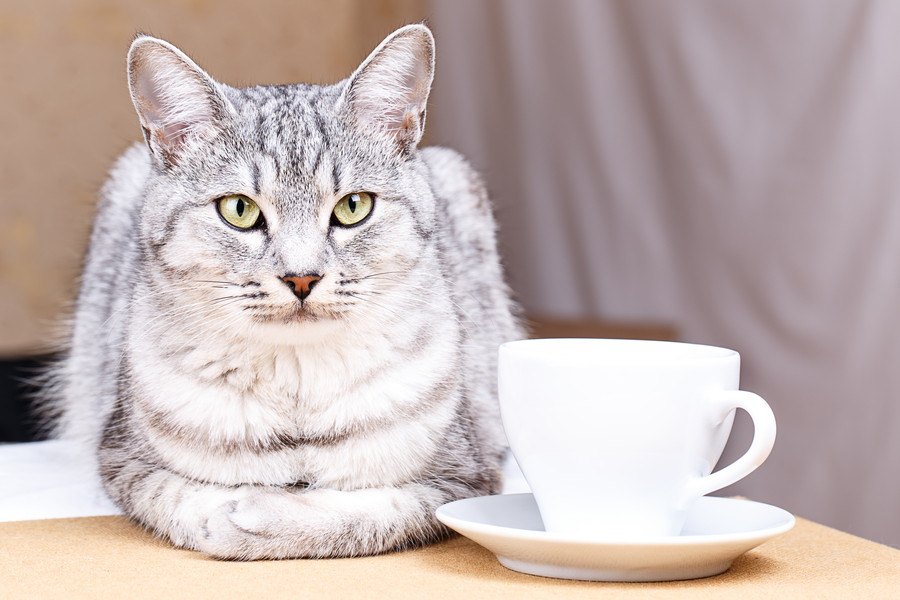 猫の寿命を縮める『危険な飲み物』3選！中毒の症状や対処法とは？