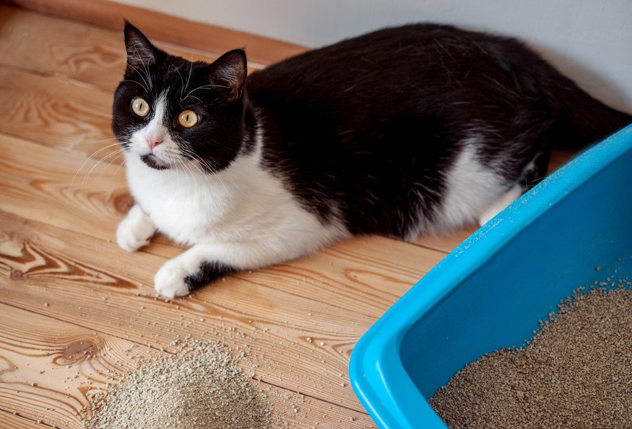 猫トイレの砂が光って見える原因と対処法3つ