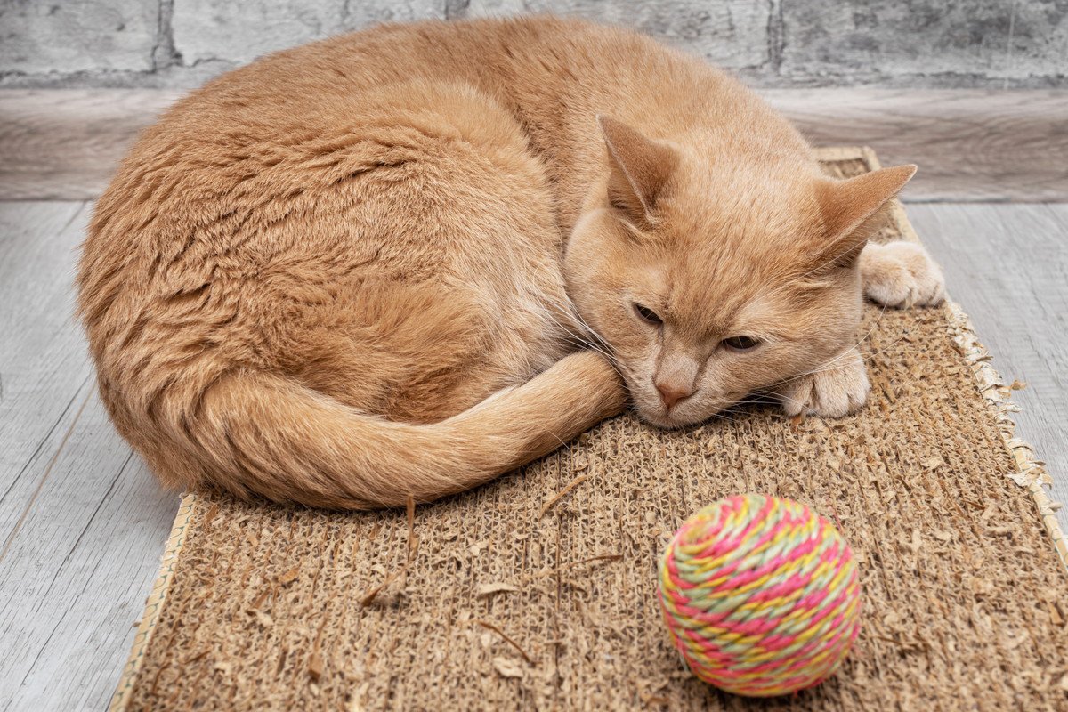 猫の『関節症』の症状9つ　今からできる予防法も要チェック！