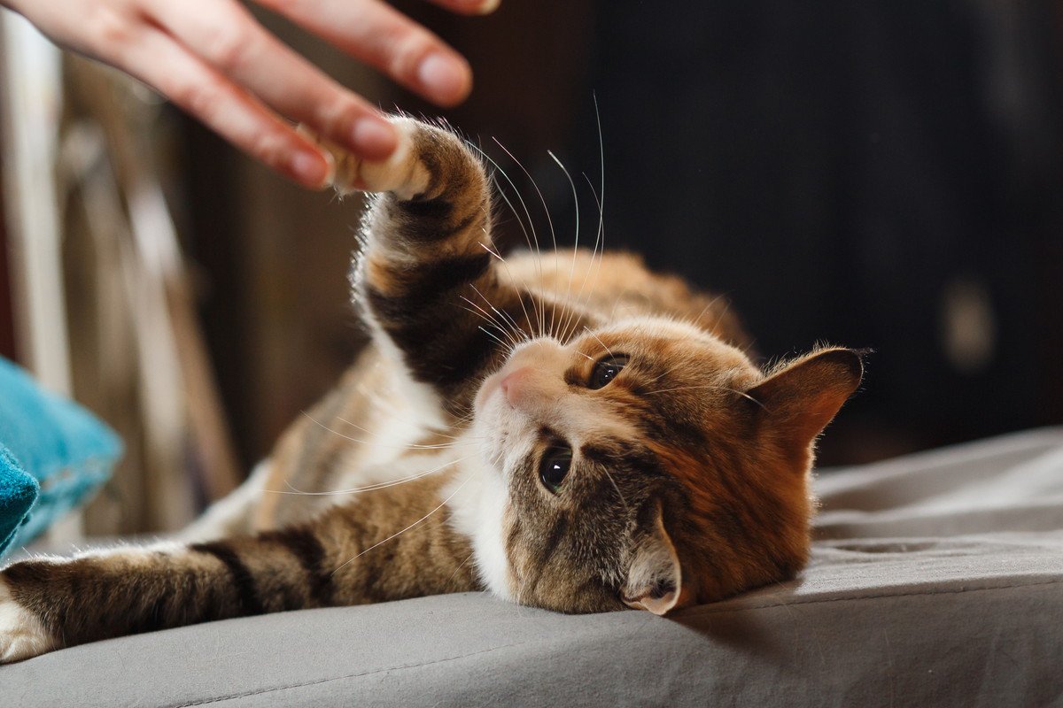 猫の危険すぎる『感染症』3つ　症状と対処法を解説